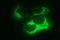 Apolipoprotein A5 antibody, LS-C338398, Lifespan Biosciences, Immunofluorescence image 