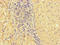 Glucosylceramidase Beta 2 antibody, LS-C678053, Lifespan Biosciences, Immunohistochemistry paraffin image 