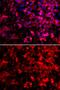 Glutaminyl-TRNA Synthetase antibody, GTX33449, GeneTex, Immunocytochemistry image 