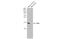 Cytochrome C Oxidase Subunit 4I1 antibody, NBP2-15975, Novus Biologicals, Western Blot image 