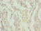Zinc Finger And BTB Domain Containing 48 antibody, LS-C676730, Lifespan Biosciences, Immunohistochemistry paraffin image 