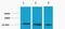 Histone H3 antibody, STJ97213, St John