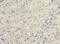 DNA Damage Inducible Transcript 3 antibody, LS-C396270, Lifespan Biosciences, Immunohistochemistry frozen image 