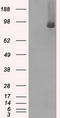 B-Raf Proto-Oncogene, Serine/Threonine Kinase antibody, LS-C114916, Lifespan Biosciences, Western Blot image 