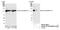 Elongation Factor Tu GTP Binding Domain Containing 2 antibody, NB100-40849, Novus Biologicals, Immunoprecipitation image 