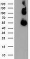 Calcium Binding And Coiled-Coil Domain 2 antibody, LS-C172465, Lifespan Biosciences, Western Blot image 