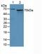 Anti-Mullerian Hormone antibody, abx102091, Abbexa, Western Blot image 