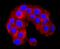 ATPase Sarcoplasmic/Endoplasmic Reticulum Ca2+ Transporting 2 antibody, NBP2-67133, Novus Biologicals, Immunocytochemistry image 