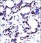 Heterogeneous Nuclear Ribonucleoprotein M antibody, LS-C164961, Lifespan Biosciences, Immunohistochemistry frozen image 