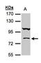 Calcium-binding and coiled-coil domain-containing protein 1 antibody, PA5-28193, Invitrogen Antibodies, Western Blot image 