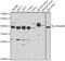 DnaJ homolog subfamily B member 6 antibody, GTX33160, GeneTex, Western Blot image 