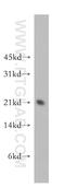 SELS antibody, 15591-1-AP, Proteintech Group, Western Blot image 