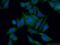 Dedicator Of Cytokinesis 9 antibody, 18987-1-AP, Proteintech Group, Immunofluorescence image 