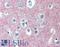 MS2 antibody, LS-B4068, Lifespan Biosciences, Immunohistochemistry paraffin image 