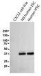 F11 Receptor antibody, 14-3219-82, Invitrogen Antibodies, Western Blot image 