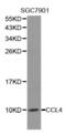 C-C Motif Chemokine Ligand 4 antibody, MBS127290, MyBioSource, Western Blot image 