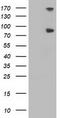 FGFR-2 antibody, TA502877, Origene, Western Blot image 