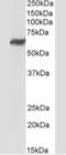 Plexin Domain Containing 1 antibody, NBP2-33228, Novus Biologicals, Western Blot image 