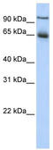 Nuclear Receptor Subfamily 4 Group A Member 1 antibody, TA338256, Origene, Western Blot image 