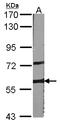 A-Raf Proto-Oncogene, Serine/Threonine Kinase antibody, LS-C185401, Lifespan Biosciences, Western Blot image 