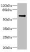 T-SNARE Domain Containing 1 antibody, LS-C679906, Lifespan Biosciences, Western Blot image 