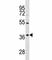 ORAI Calcium Release-Activated Calcium Modulator 3 antibody, F45409-0.4ML, NSJ Bioreagents, Western Blot image 