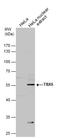 T-Box 5 antibody, GTX113849, GeneTex, Western Blot image 