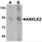 Kiaa0692 antibody, MBS150731, MyBioSource, Western Blot image 