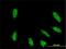 TATA-Box Binding Protein Associated Factor 6 Like antibody, H00010629-M01, Novus Biologicals, Immunocytochemistry image 