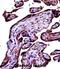 Complement C9 antibody, abx027603, Abbexa, Immunohistochemistry frozen image 