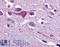 Solute Carrier Family 5 Member 9 antibody, LS-A2787, Lifespan Biosciences, Immunohistochemistry frozen image 