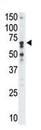 Sialic Acid Binding Ig Like Lectin 12 (Gene/Pseudogene) antibody, AP11626PU-N, Origene, Western Blot image 