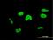 Transcription Elongation Factor A3 antibody, H00006920-M08, Novus Biologicals, Immunocytochemistry image 