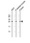 Density Regulated Re-Initiation And Release Factor antibody, M06362, Boster Biological Technology, Western Blot image 