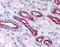 Mucin 1, Cell Surface Associated antibody, orb89550, Biorbyt, Immunohistochemistry paraffin image 