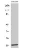 Mitochondrial Ribosomal Protein L12 antibody, STJ94210, St John