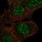 Rho GTPase Activating Protein 42 antibody, HPA039924, Atlas Antibodies, Immunofluorescence image 