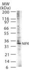 Nucleolar Protein Interacting With The FHA Domain Of MKI67 antibody, NB100-56661, Novus Biologicals, Western Blot image 