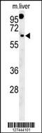 Rhotekin 2 antibody, 62-059, ProSci, Western Blot image 