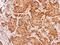 FMR1 Autosomal Homolog 1 antibody, NBP1-33719, Novus Biologicals, Immunohistochemistry frozen image 