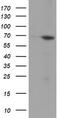 N-Myristoyltransferase 2 antibody, TA504177S, Origene, Western Blot image 