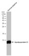 Apolipoprotein C1 antibody, PA5-77861, Invitrogen Antibodies, Western Blot image 