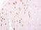 GTP Binding Protein 3, Mitochondrial antibody, NBP2-16765, Novus Biologicals, Immunohistochemistry paraffin image 