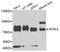 Acyl-CoA Synthetase Long Chain Family Member 4 antibody, A6826, ABclonal Technology, Western Blot image 