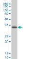 Paired Like Homeodomain 1 antibody, H00005307-M02, Novus Biologicals, Western Blot image 