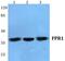 Formyl Peptide Receptor 1 antibody, GTX66738, GeneTex, Western Blot image 