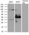 GATA Binding Protein 3 antibody, LS-C794751, Lifespan Biosciences, Western Blot image 