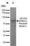 Gamma-Aminobutyric Acid Type A Receptor Alpha4 Subunit antibody, orb376696, Biorbyt, Western Blot image 