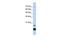 Thioredoxin 2 antibody, GTX45361, GeneTex, Western Blot image 