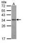 Interleukin-24 antibody, TA308643, Origene, Western Blot image 